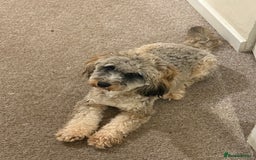 Cockapoo dogs for sale: Looking for a new home for 1 year old cockapoo - Image 6