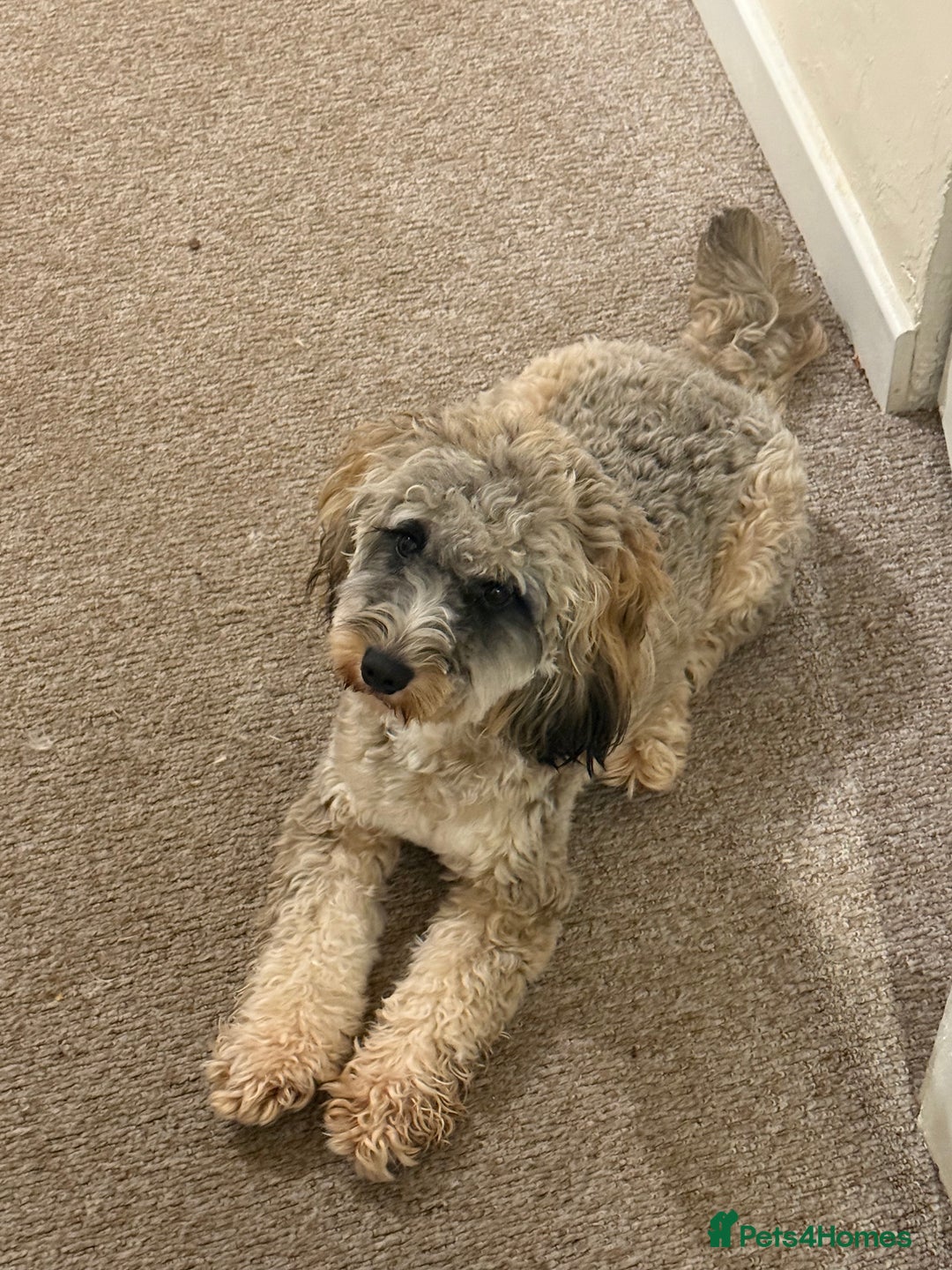 Cockapoo dogs for sale: Looking for a new home for 1 year old cockapoo - Image 6