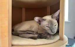 Oriental cats for sale: Oriental and Siamese cats for adoption - Image 15
