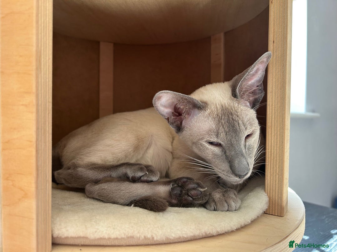 Oriental cats for sale: Oriental and Siamese cats for adoption - Image 15