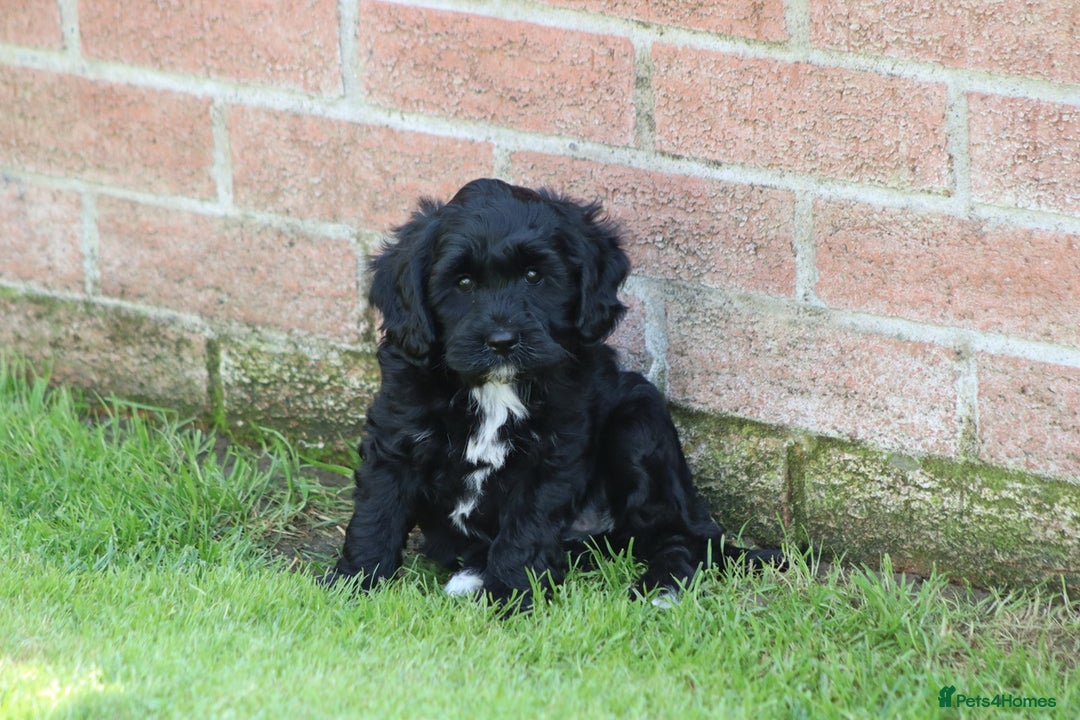 Cavapoo dogs for sale: Beautiful F1 Cavapoo puppies for sale - Image 28