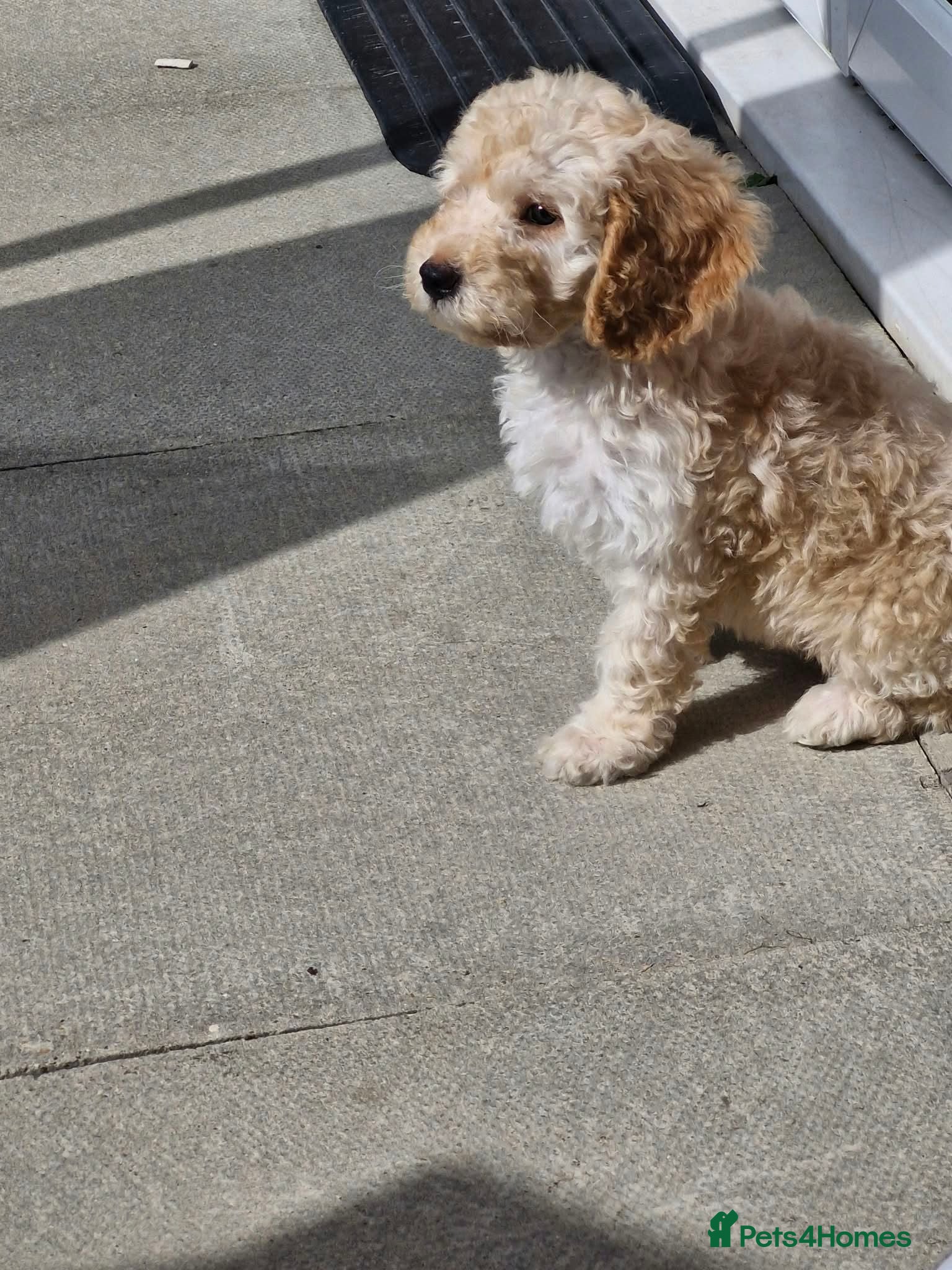 Cockapoo dogs 1 stunning male cockapoo puppy ready to leave - Advert 1