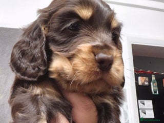 Cocker Spaniel dogs - Advert 2