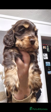 Cocker Spaniel dogs - Advert 12