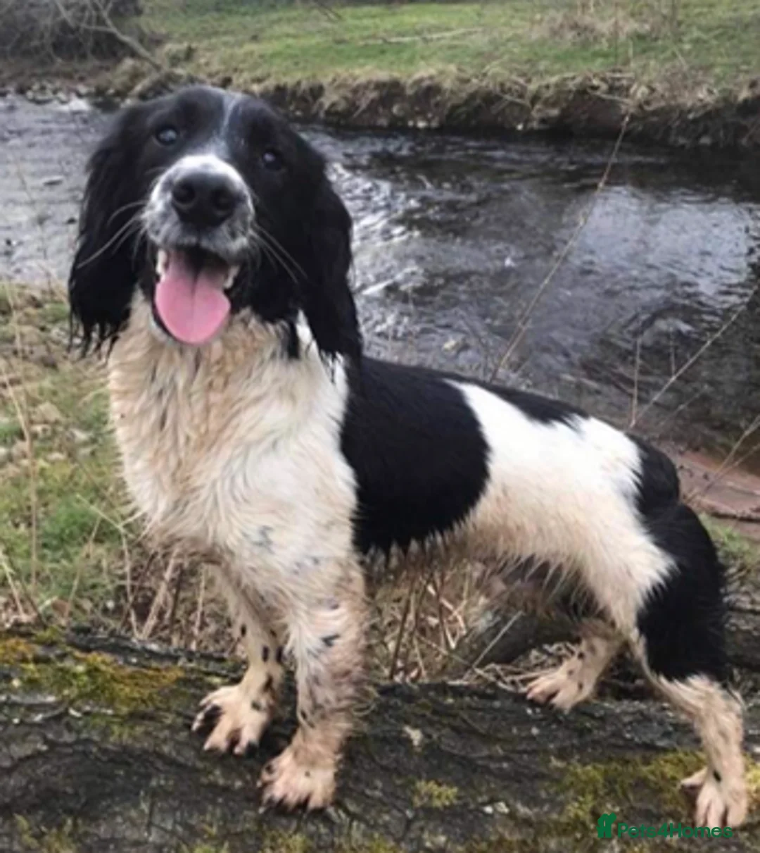 English Springer Spaniel dogs for sale: English Springer Spaniel Puppies KC Registered  - Advert 2