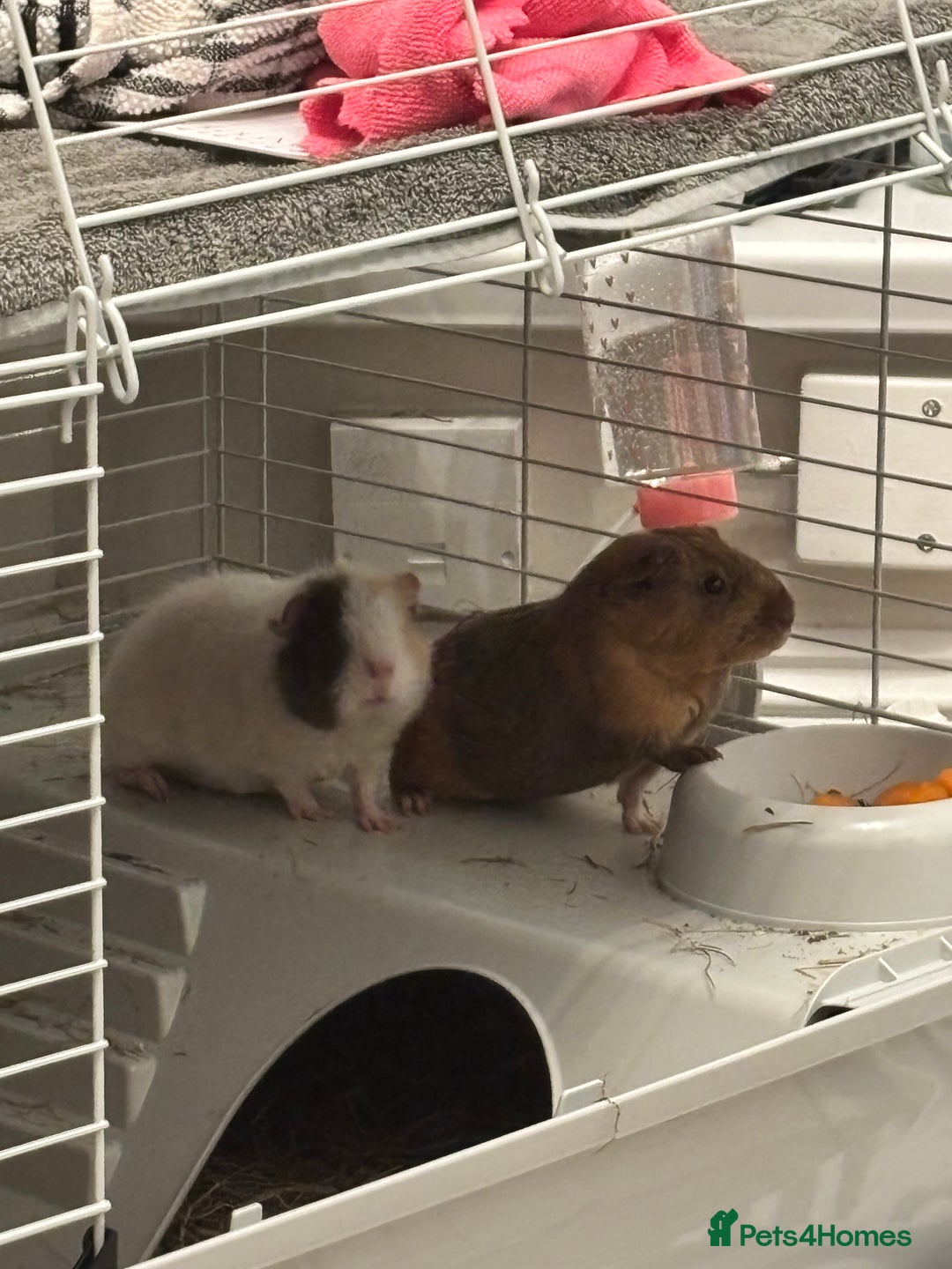 Guinea Pig rodents for sale: 2 Female Guinea Pigs With Cage - Image 6