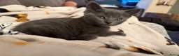 Mixed Breed cats for sale: Kittens Grey Females in Darlington - Advert 12
