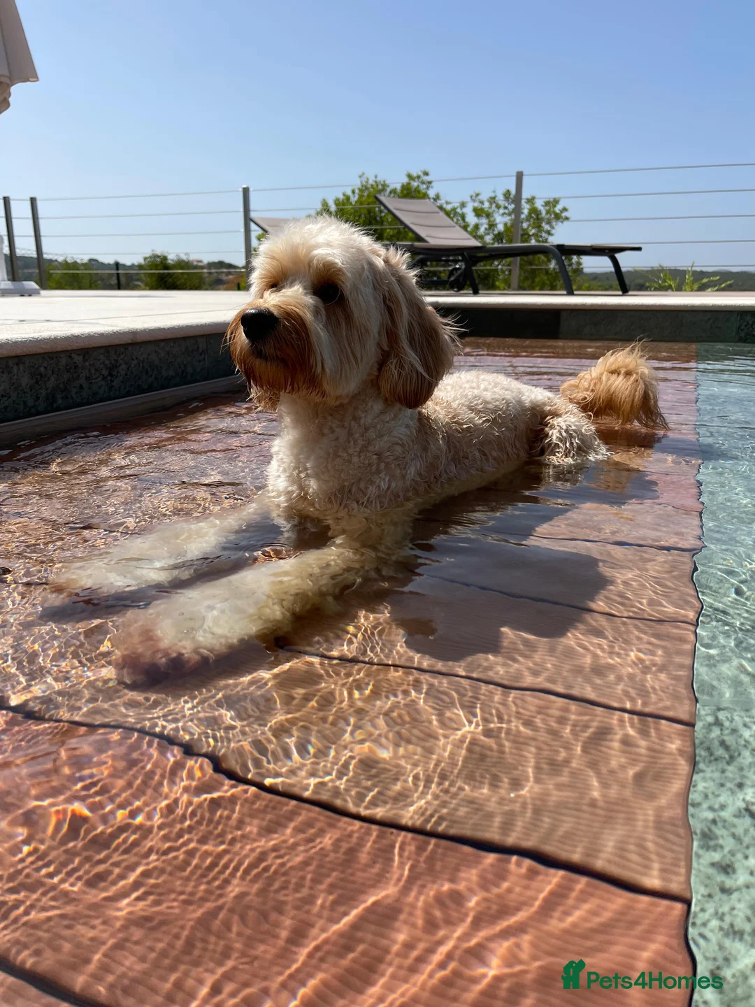 Mini Goldendoodle dogs for sale: F1 pups via a LICENSED BREEDER & POLICE K9 TRAINER - Advert 19