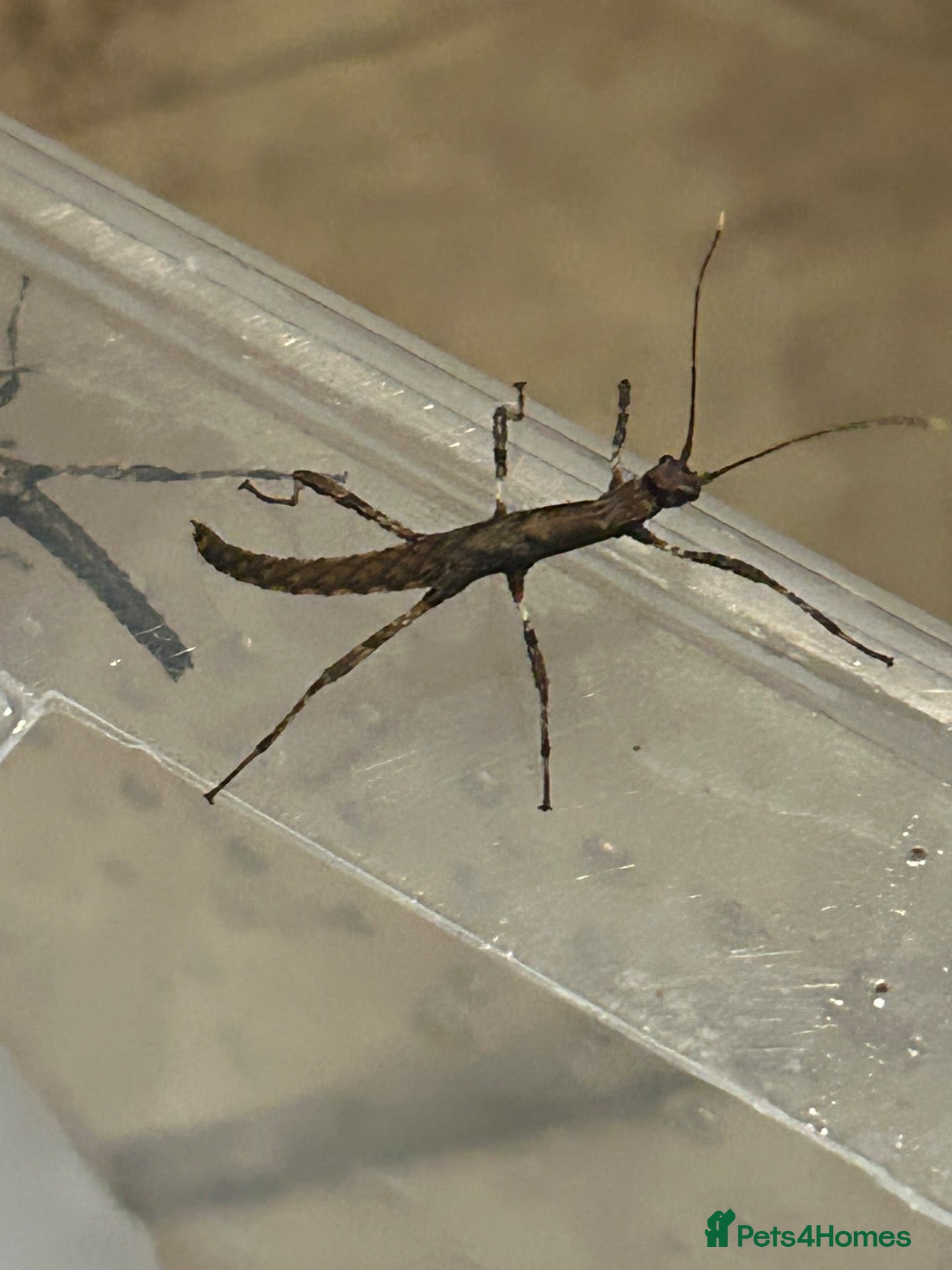 Mixed Breed reptiles stick insect wood - Advert 14
