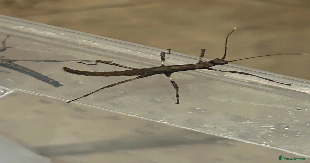 Stick insect Pets & Animals for sale | Pets4Homes