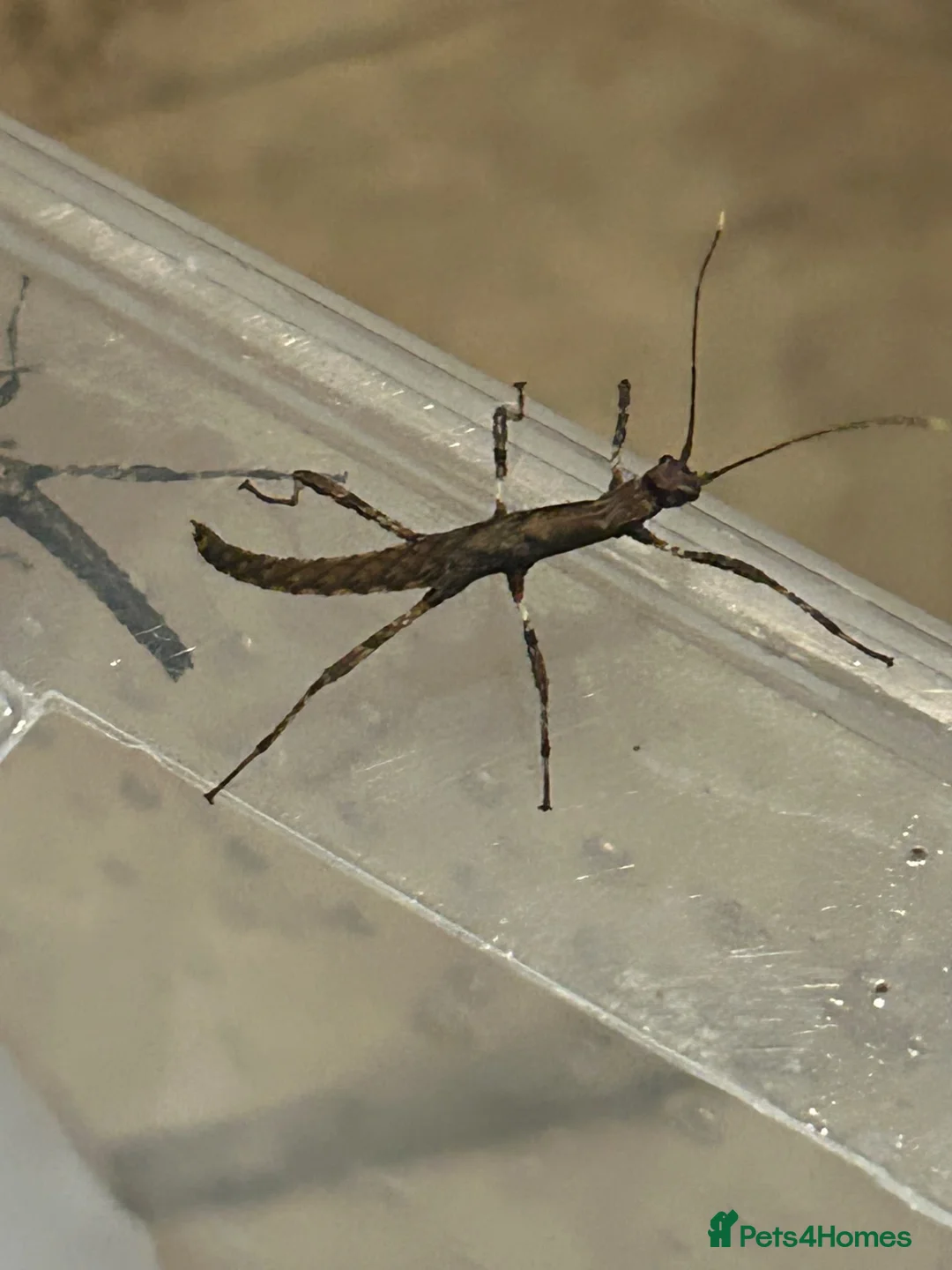 Mixed Breed reptiles for sale: stick insect wood - Advert 1
