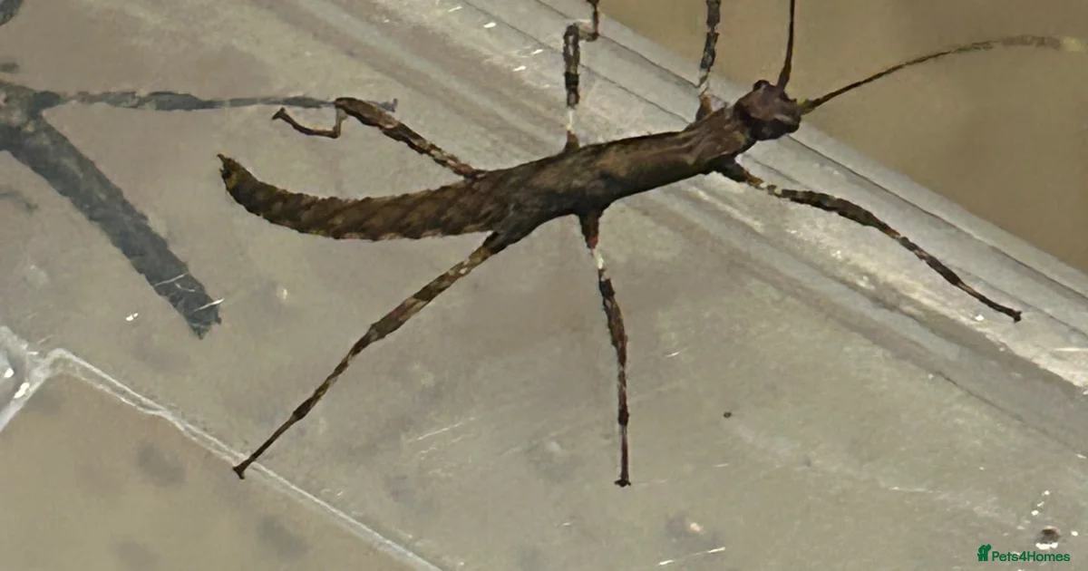 Stack Insect Stick insect Pets & Animals for sale | Pets4Homes