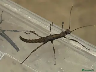 Mixed Breed reptiles stick insect wood - Advert 14