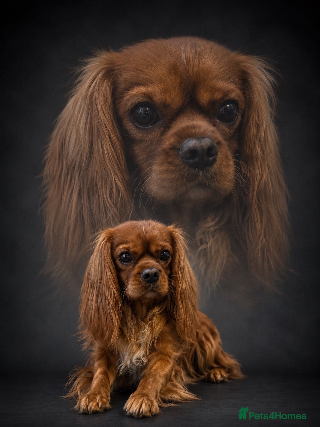 Cavalier King Charles Spaniel dogs Ruby Cavalier King Charles Spaniel for Stud - Advert 1