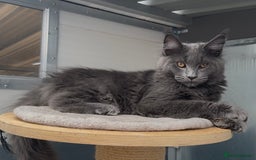 Maine Coon cats for sale: XL maine coon kittens Russia bloodlines Ready Now - Image 7