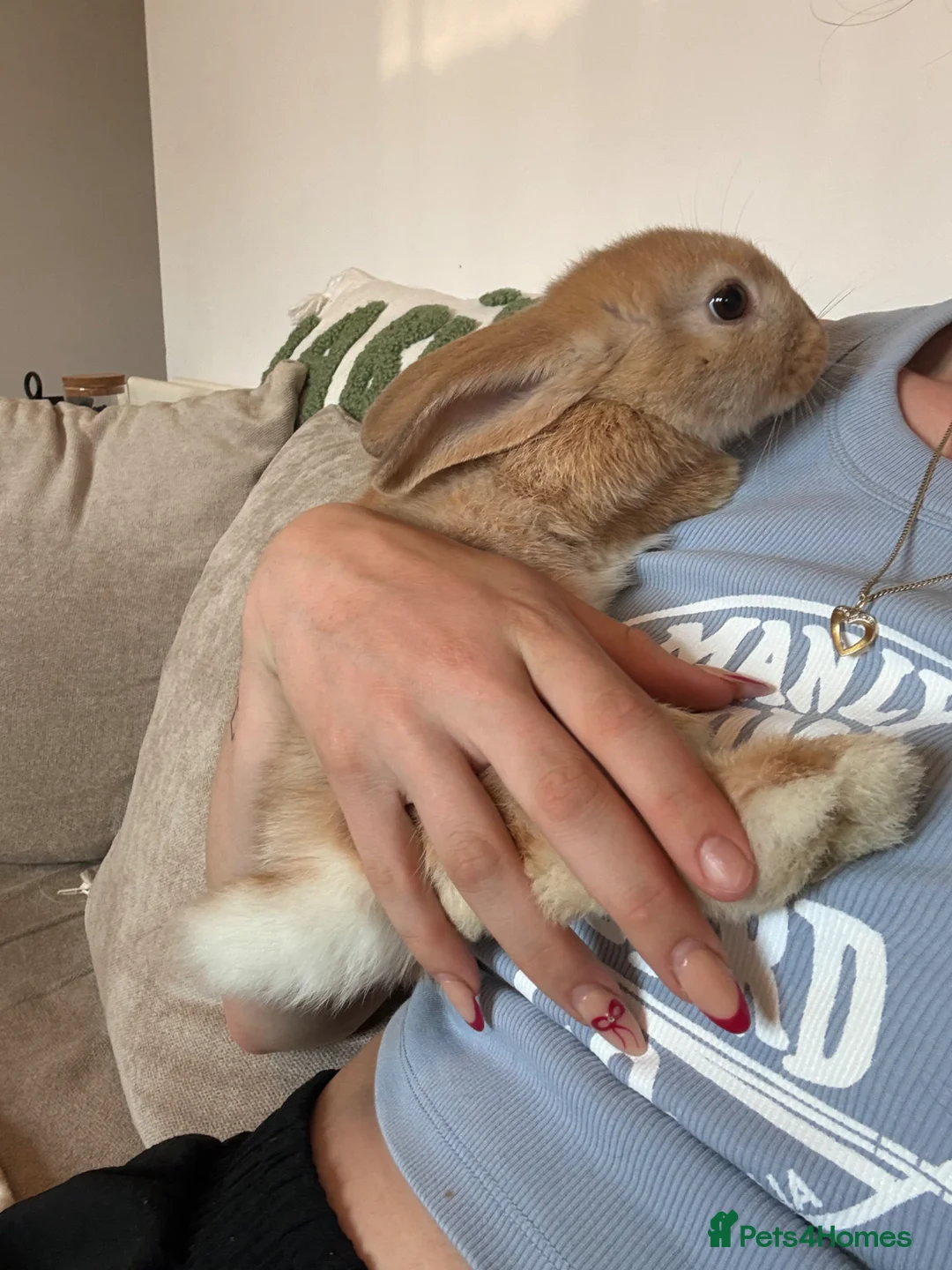 Mixed Breed rabbits for sale: 2 young rabbits  in Worthing - Advert 1