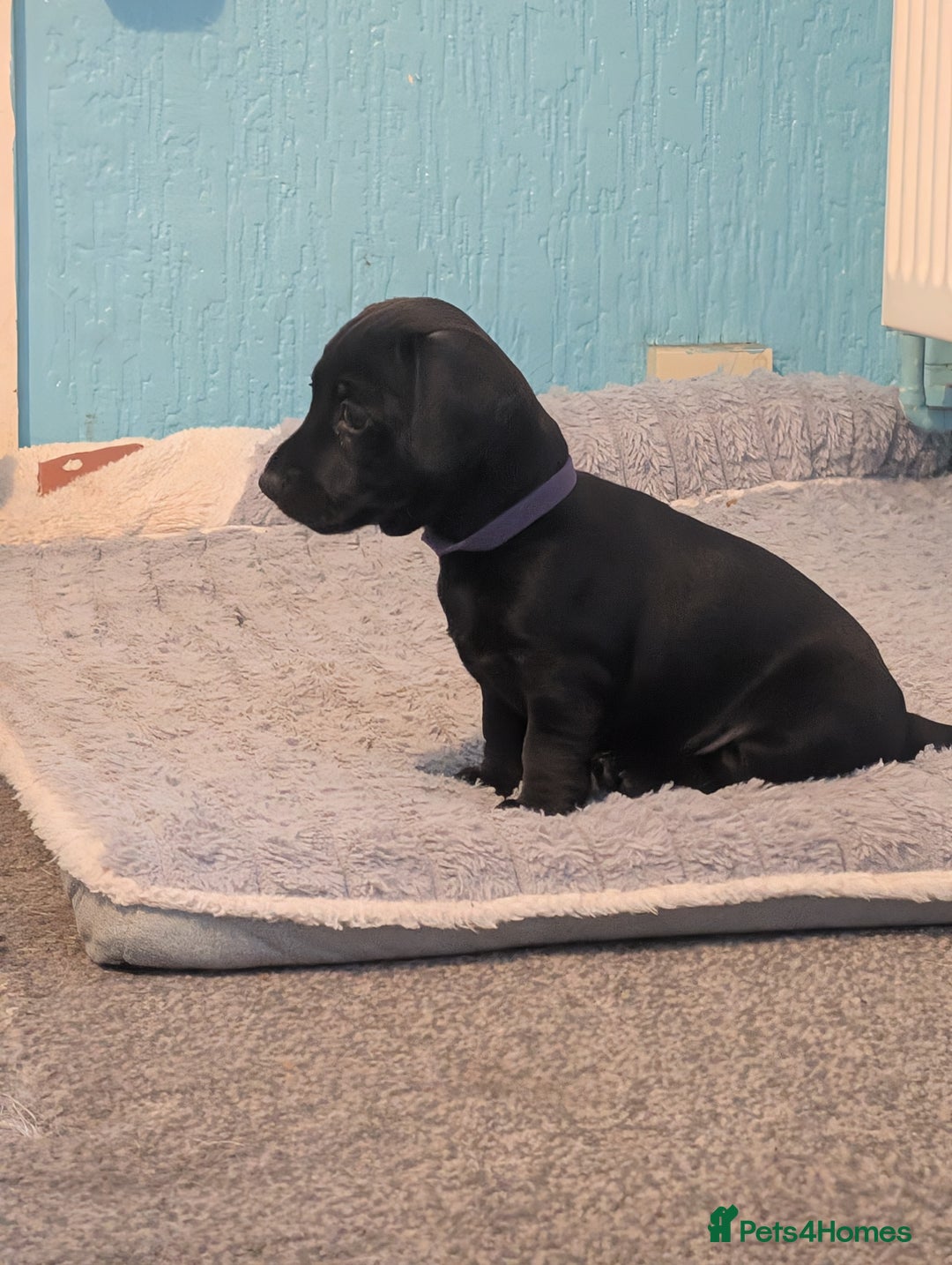 Mixed Breed dogs for sale: Doxie-Dales ready now - Image 26