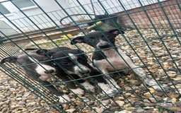 Whippet dogs for sale: 3 quarter whippet quarter collie pups - Image 10