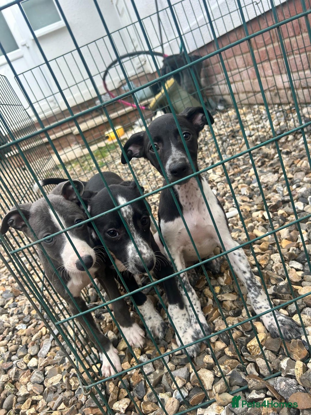Whippet dogs for sale: 3 quarter whippet quarter collie pups - Image 10
