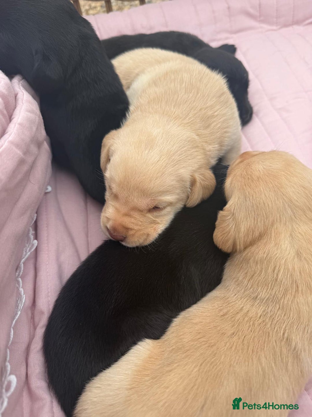 Labrador Retriever dogs for sale: Beautiful KC Registered Labrador Puppies - Image 9