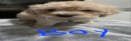 Cavapoo dogs for sale: Cavapoo puppies avaliable now - Advert 8