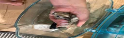 Gerbil rodents for sale: Two Beautiful Female Gerbils + Full Setup Included in Westerham - Advert 5