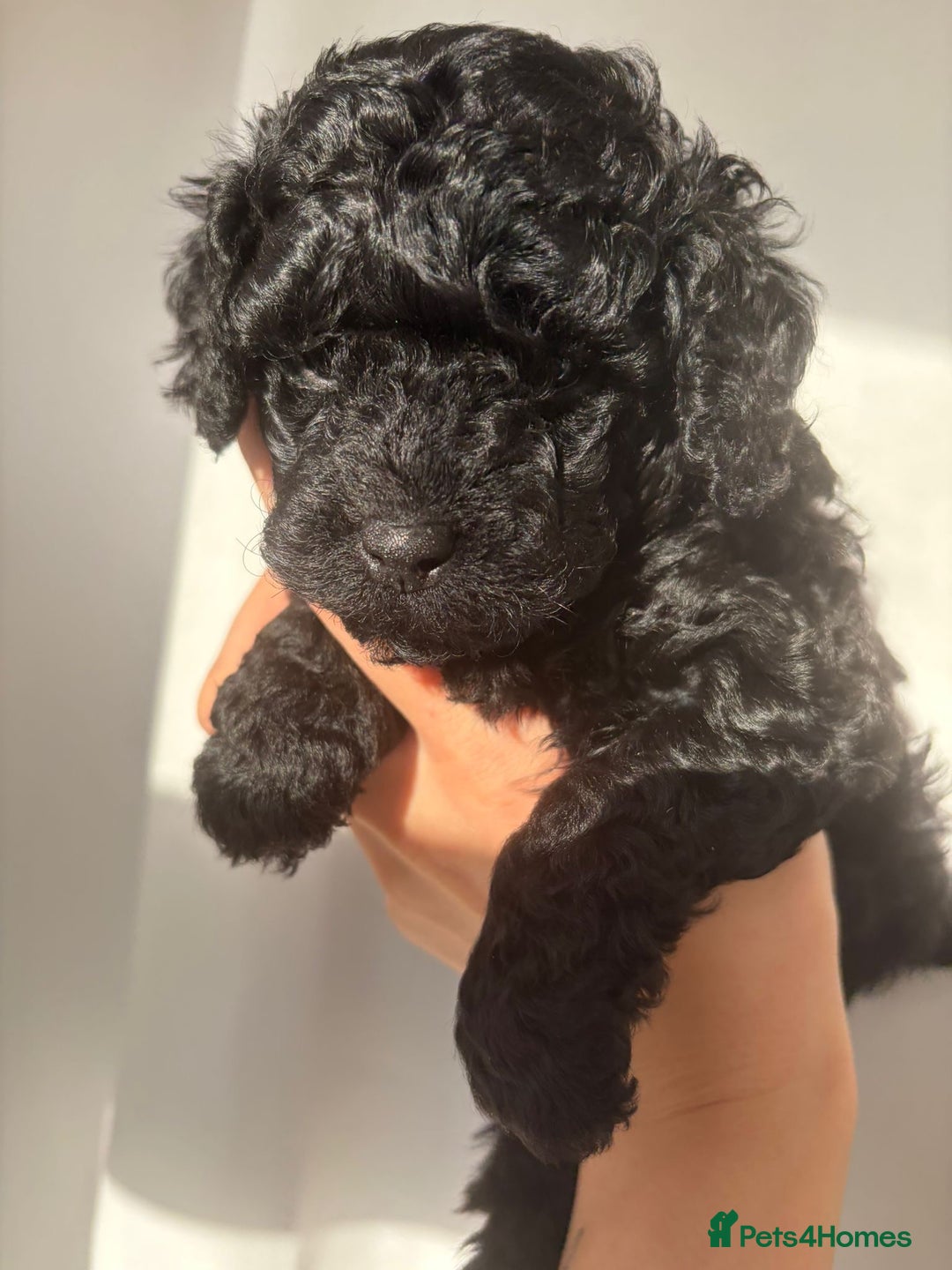 Cavapoo dogs for sale: READY TO LEAVE BLACK & WHITE TEDDY BEAR CAVAPOO - Advert 6