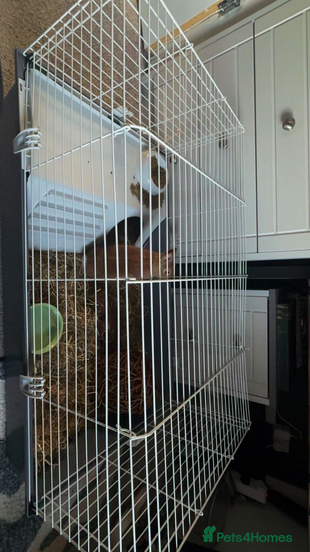 Netherland Dwarf rabbits for sale: Netherland Dwarf Rabbit with full set up - Advert 9