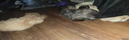 Cava Tzu dogs for sale: Cava tzu puppies - Advert 7