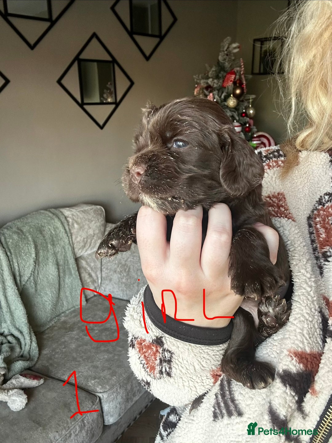 Sprocker dogs for sale: ONE BLACK BOY LEFT❤️‍🩹 - Advert 16