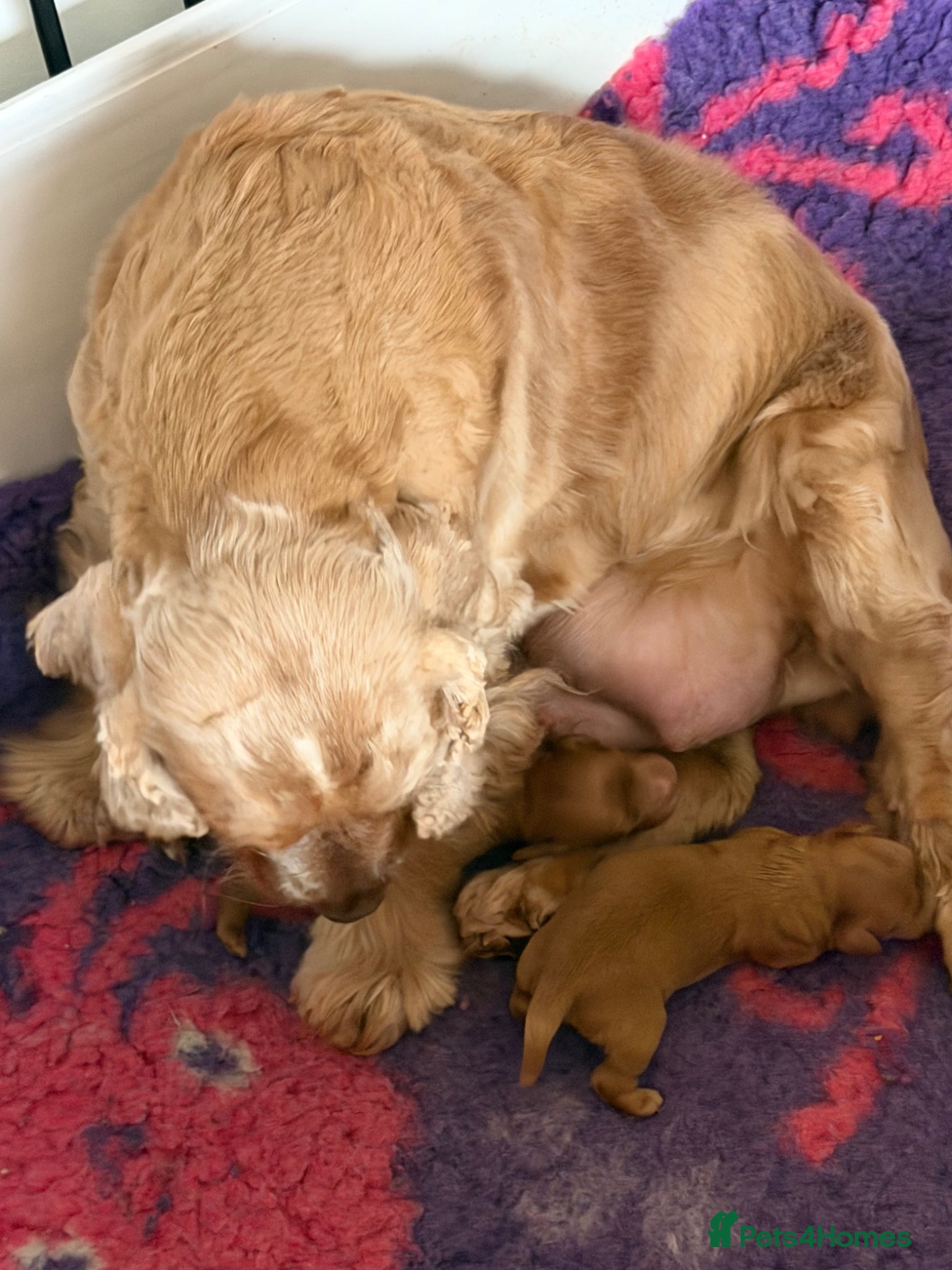 Cockapoo dogs F1 Cockerpoo girl solid red - Advert 2