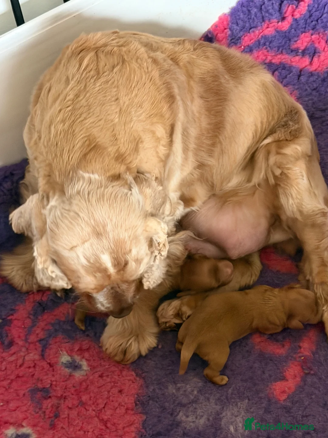 Cockapoo dogs for sale: F1 Cockerpoo girl solid red - Advert 2