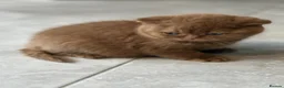 British Shorthair cats for sale: Cinnamon female Gccf - Advert 9