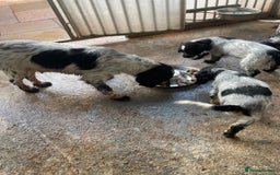Cocker Spaniel dogs for sale: Stunning KC Show Cocker Spaniels - Image 13