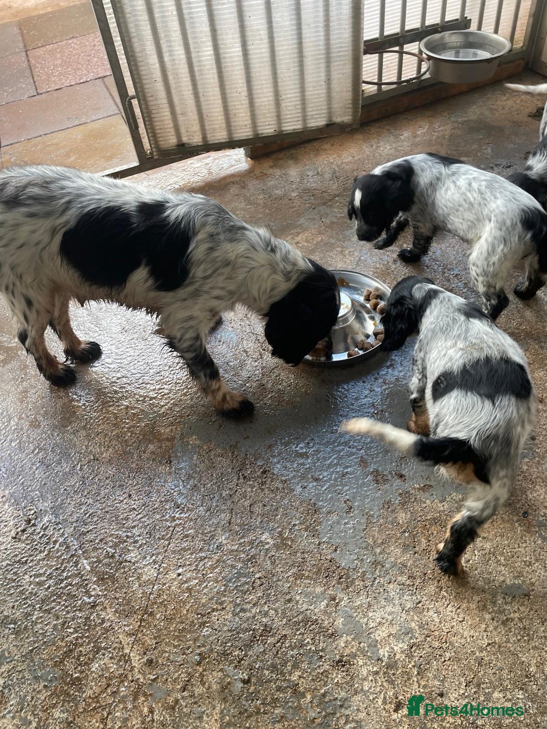 Cocker Spaniel dogs for sale: Stunning KC Show Cocker Spaniels - Image 13