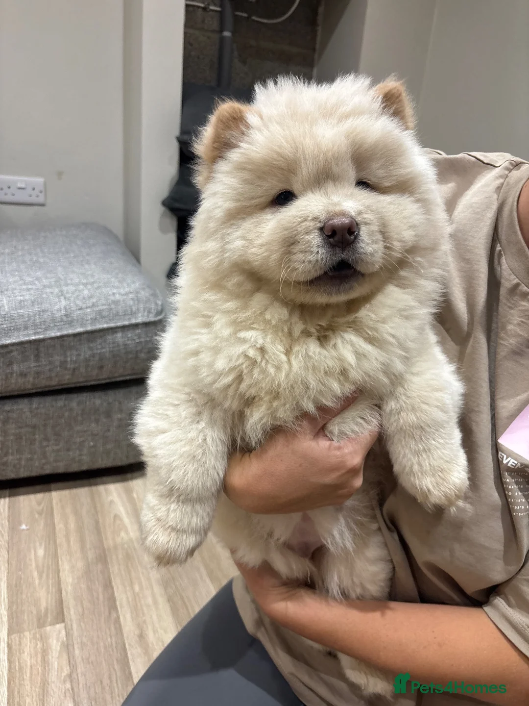 Chow Chow dogs for sale: Puppy Chow chow - Advert 2