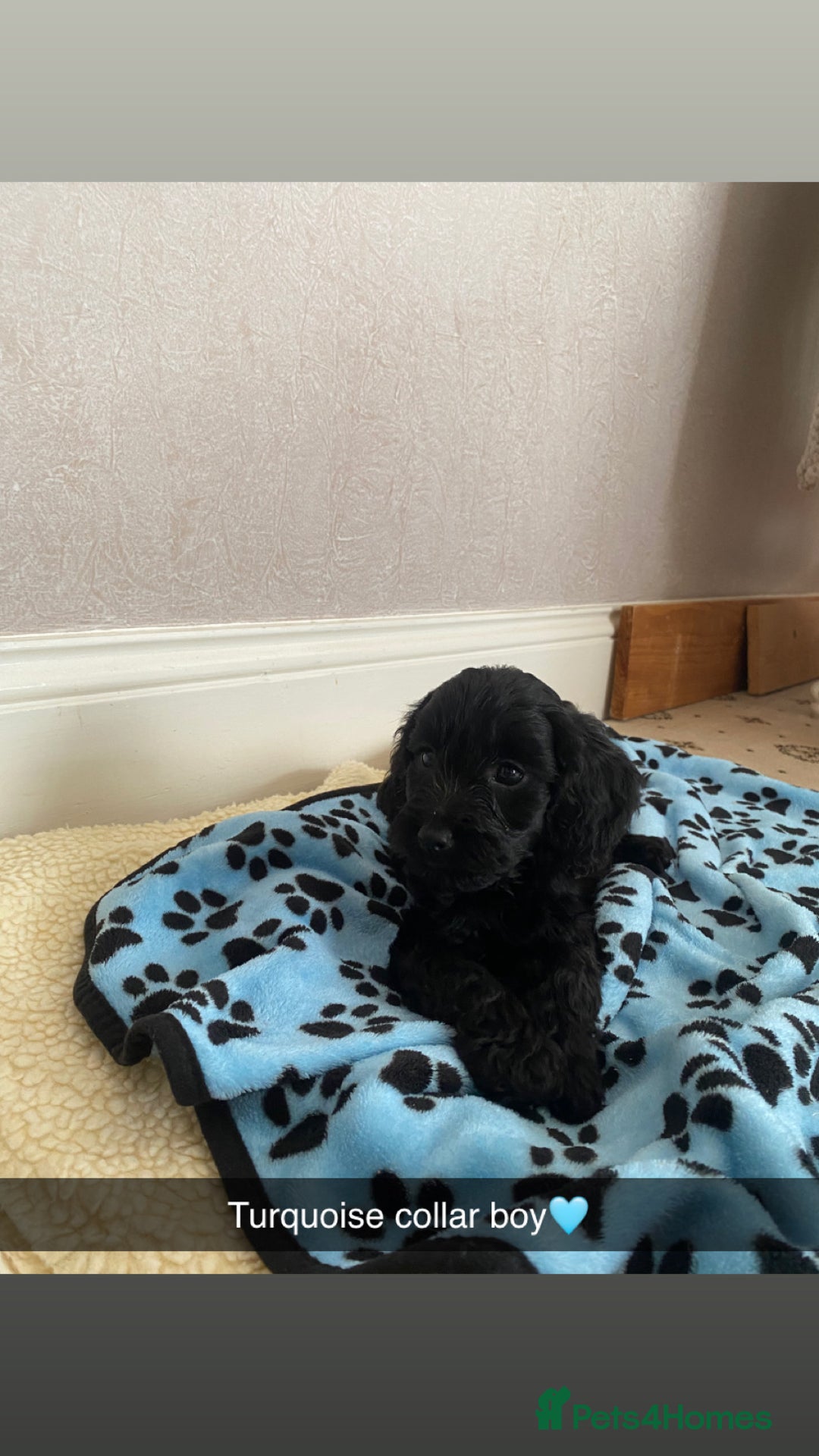 Cockapoo dogs for sale: ‼️6 gorgeous cockapoo pups ready to leave now‼️ - Image 6
