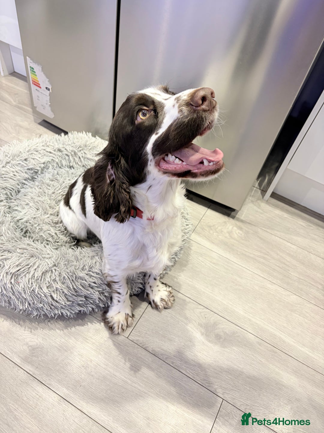 Cocker Spaniel dogs for stud: Working Cocker Spaniel STUD - Advert 4