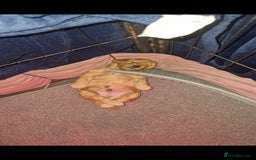 Cockapoo dogs for sale: Adorable red f1b toy cockapoos  - Advert 3