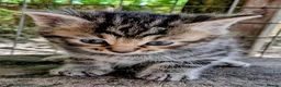 Mixed Breed cats for sale: Ready to leave... Gorgeous Bengal X Kittens - Advert 31