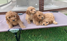 Cockapoo dogs for sale: ⭐️⭐️⭐️⭐️⭐️ F1 apricot Toy Cockapoo Puppies  - Image 14