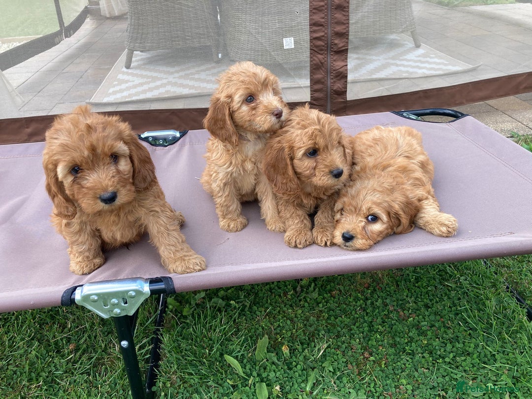 Cockapoo dogs for sale: ⭐️⭐️⭐️⭐️⭐️ F1 apricot Toy Cockapoo Puppies  - Image 14