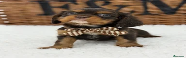 Cavalier King Charles Spaniel 1