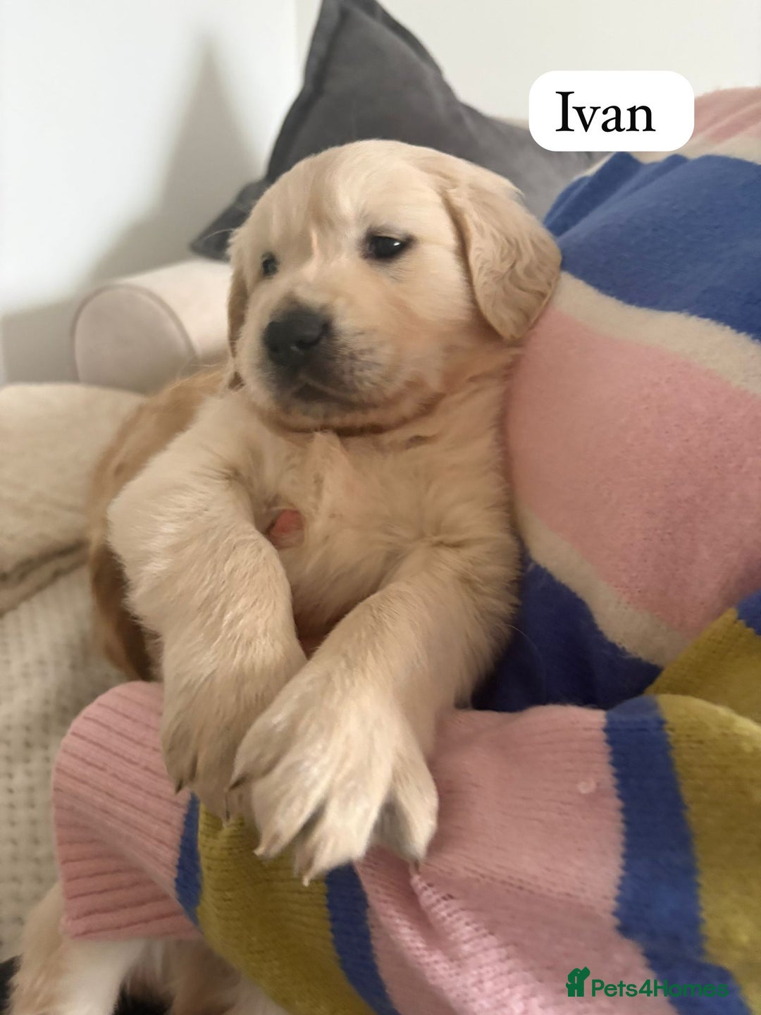 Golden Retriever dogs for sale: Golden Retriever Puppies For Sale - Advert 4