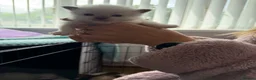 Ragdoll cats for sale: Beautiful blue point and bicolour ragdoll kittens - Advert 17