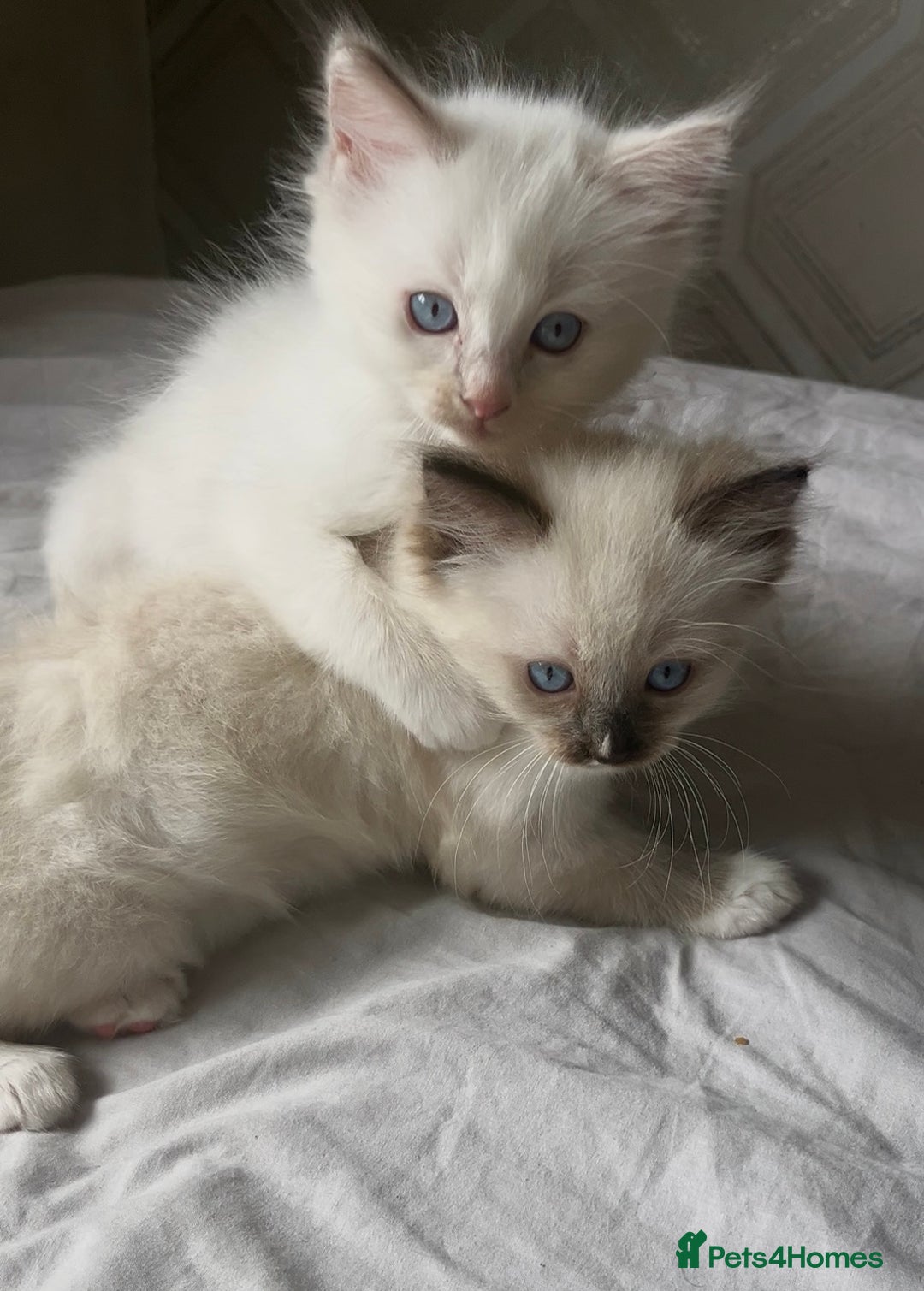 Ragdoll cats for sale: Microchipped Ragdoll kittens ⭐️white and blue eyes - Image 5