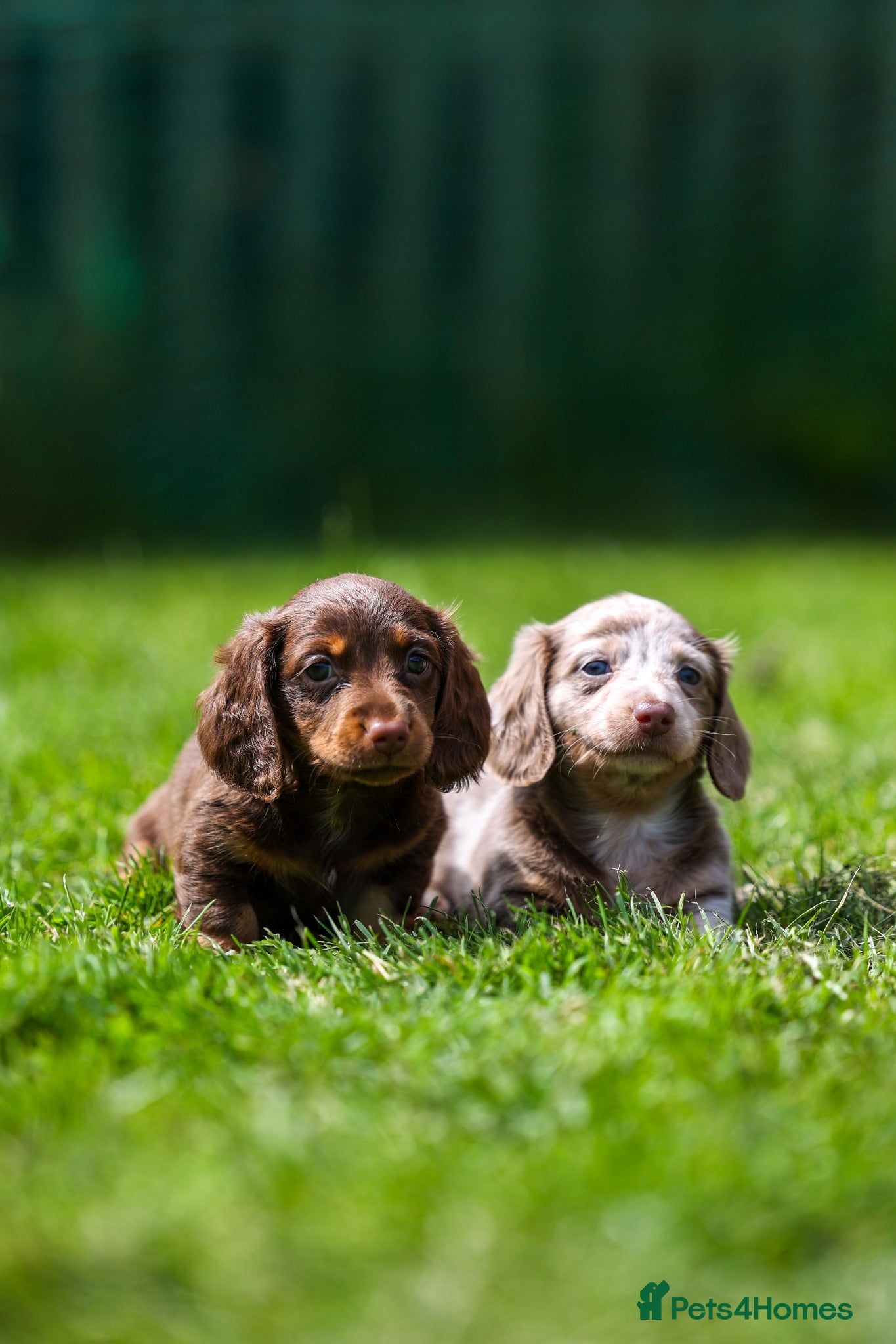 Miniature Dachshund dogs Miniature dachshunds 💖 - Advert 5
