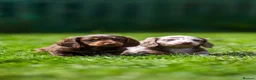 Miniature Dachshund dogs for sale: Miniature dachshunds boys and girls  - Advert 3