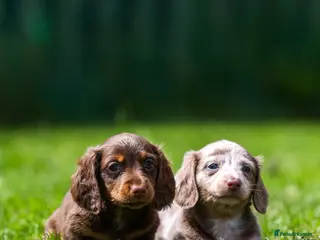 Miniature Dachshund dogs Miniature dachshunds 💖 - Advert 5