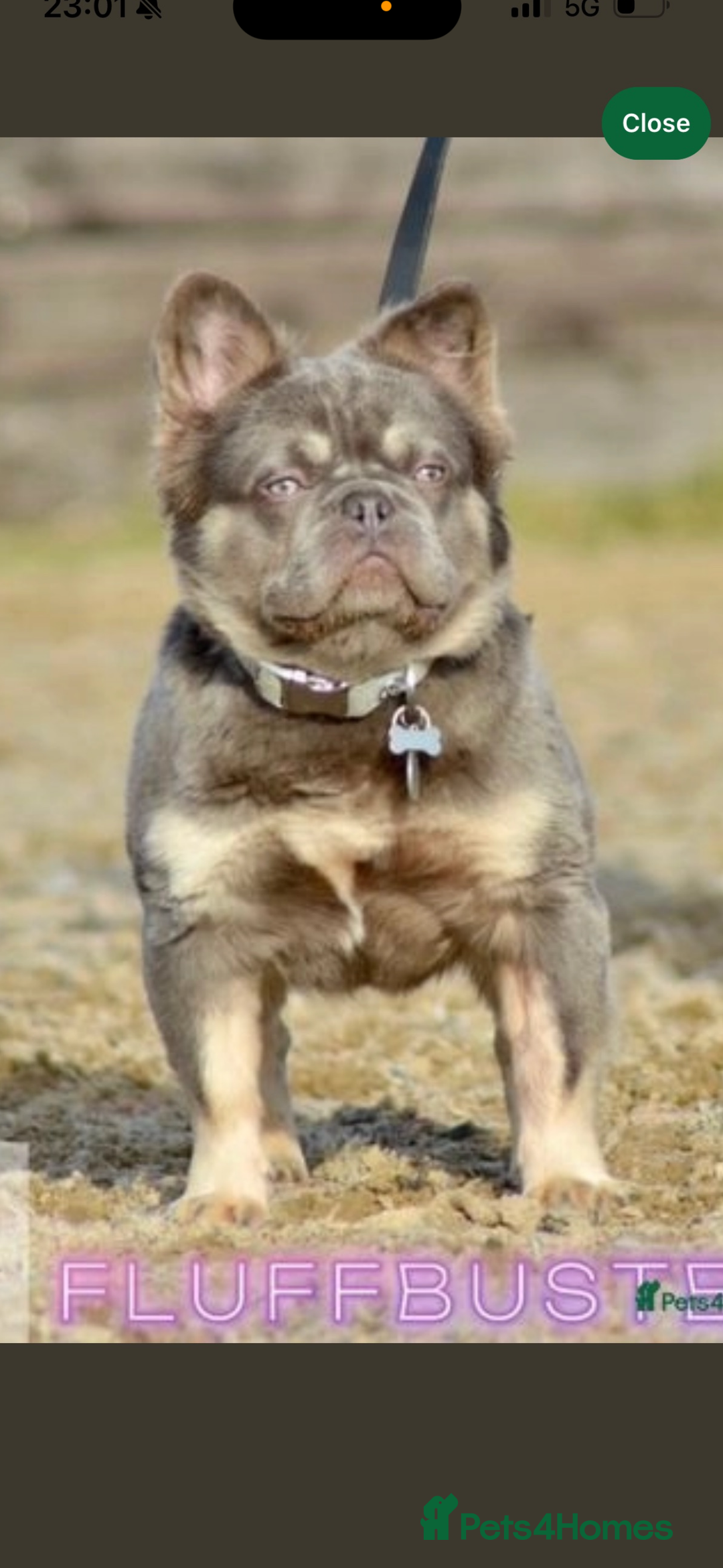French Bulldog dogs for sale: Beautiful fluffy/ fluffy carrier Frenchie pups  - Image 31